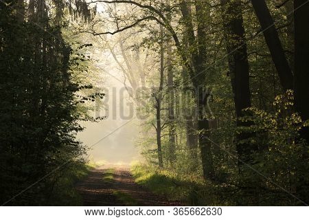 Forest path landscape Nature sunrise landscape morning Nature landscape Nature background Nature woods Nature landscape trees Nature background Nature landscape fog Nature background Nature misty landscape Nature background landscape Nature background.