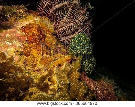 Healthy Reef In The Center Of The Coral Triangle. Picture From Puerto Galera The Philippines