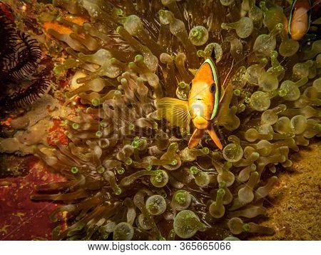 Clownfish (clark's Anemonefish))  In It's Home In A Stinging Sea Anemone In A Healthy Reef In Puerto