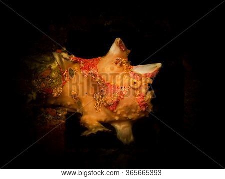 Warty Frogfish Shot At A Wreckdive In Puerto Galera, Philippines