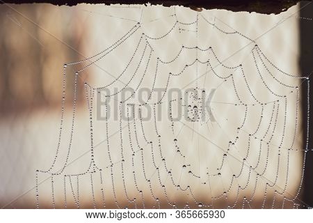 Awesome Morning Dew  On Cobweb. Natural Design At It's Best