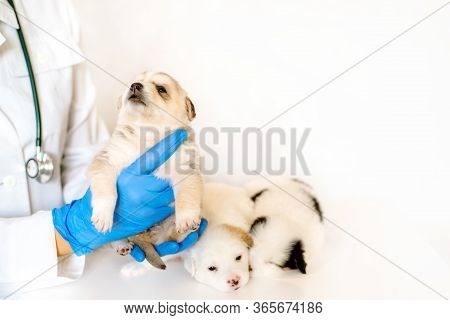 Cute Puppy On Hands At A Vet.care For A Pet. Little Red Dog On A White Background.