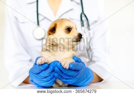 Cute Puppy On Hands At A Vet.care For A Pet. Little Red Dog On White Background.
