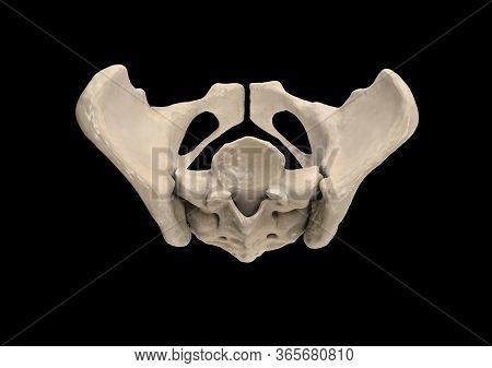 Pelvis, Human Skeleton, Female Pelvic Bone Anatomy, Hip, 3d Artwork, Bones Labeled Anatomy Top View