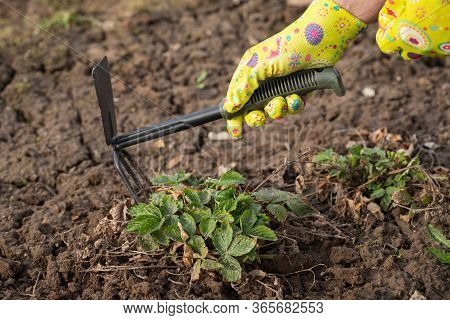 Hand Female Of Gardener With Hoe Tool Loosens Ground Around Bush Of Strawberry In Garden In Spring C
