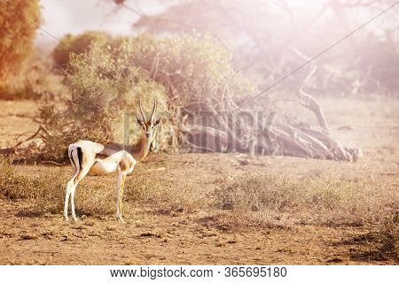 Thomsons Gazelle Or Tommie Subspecies Of The Red-fronted Stand On The Pasture In Kenya