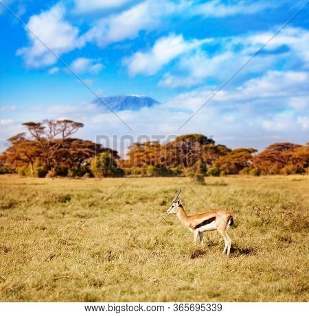 Kilimanjaro And Thomsons Gazelle Or Tommie Stand On The Pasture In Kenya Over