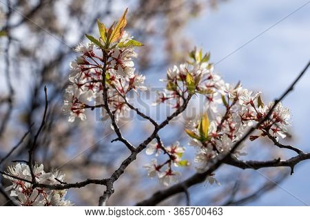 Armenian Plum Flowers In Bloom. Also Known As A Siberian Apricot Or Tibetian Apricot