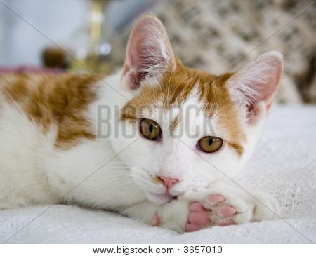 Devaneios de gato