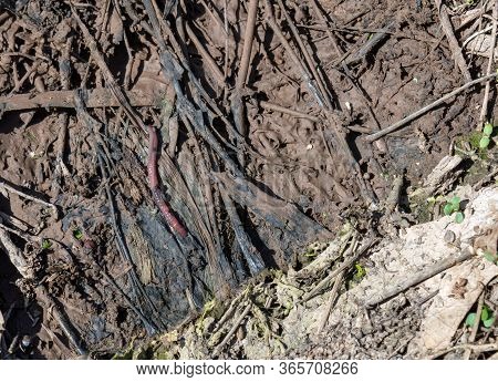 This Earthworm Is A Little Hard To Spot As It Blends In With The Dirt And Debris On The Ground In Mi