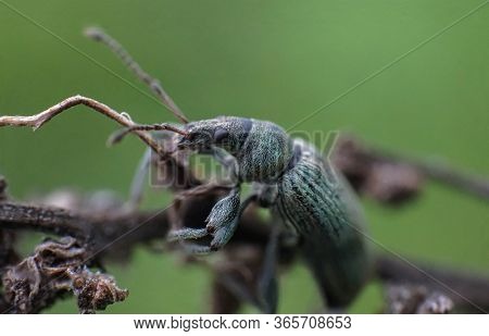 Turquoise Curculionidae On A Twig Macro, Summer