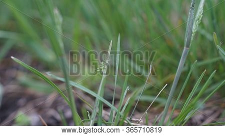 Grasshopper In The Grass On A Springday, Summer