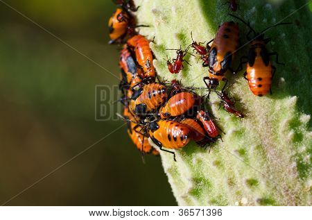 Bichos de algodoncillo en una vaina de algodoncillo