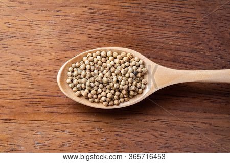 Coriander Seed, Spices, In Wooden Spoon On Rustic Wood Table Background, Copy Space