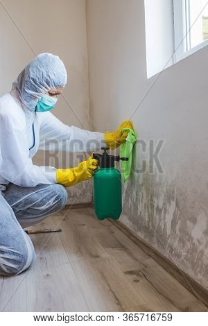 Worker Of Cleaning Service Removes The Mold Using Spray Bottle With Mold Removal Products.