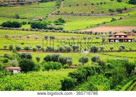 Douro Valley. Portugal Vineyard Countryside Landscape. Alto Douro Doc Wine Making Landscape.