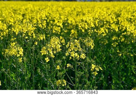 Yellow Rapeseed Field In Kumla Narke Sweden