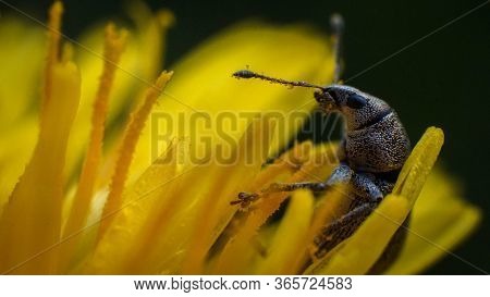 Curculionidae In A Beautiful Yellow Dandelion, Spring
