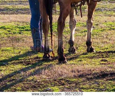 Close Up Of Horse Hooves And Cowgirl Boots