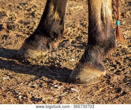 Close Up View Of  Muddy Horse Hooves