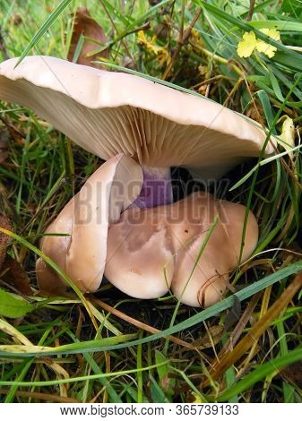 Delicious Mushrooms Lepista Nuda In The Morning
