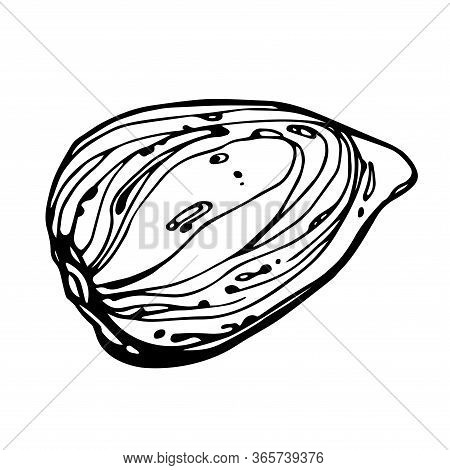 Almond Nut In Shell, Element Of Decorative Ornament Or Pattern, Vector Illustration With Black Conto