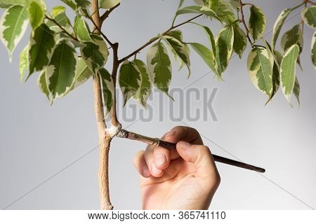 Woman Hand Putting Special Powder Rootin To Make Roots On Removed Part Bark Of Ficus Stem To Produce