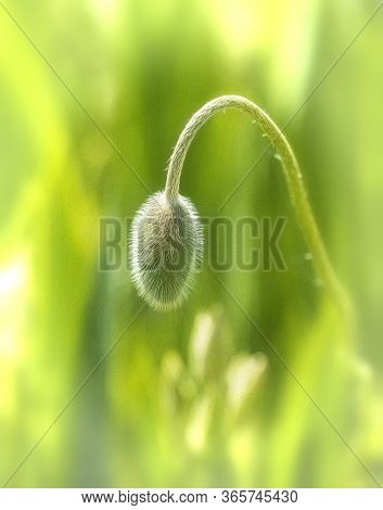 A Flower Bud Beginning To Blossom And Bring Beauty To The World.