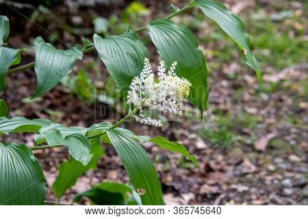 A Picture Of Some Maianthemum Racemosum Flowers.      Vancouver Bc Canada