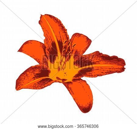 Vector Daylily Flower Isolated On White Background