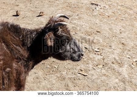 Young Dzo In The Himalayas. A Dzo Is A Hybrid Between The Yak And Domestic Cattle.