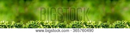 Banner Background For Design With Shrub Leaves. Beautiful Background With Greenery. Nture Background