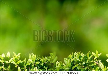 Background For Design With Shrub Leaves. Beautiful Background With Greenery. Nture Background.seamle