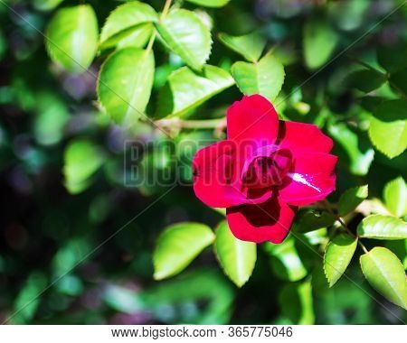 A Close Up Of A Knockout Rose