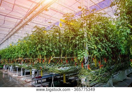 Modern Greenhouse With Tomato Plants. Beautiful Background