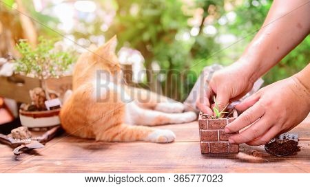 Home Gardening With Cat When Lock Down And Self-quarantine. Recreation Activity At Botanic Garden Du