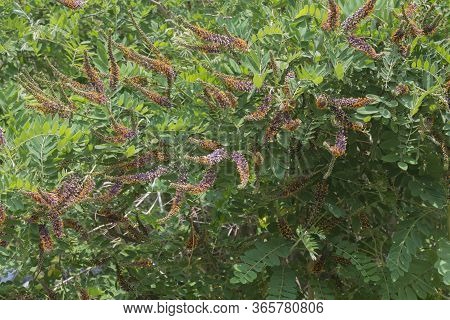 Purple Red Spike Of The Amorpha Fruticosa