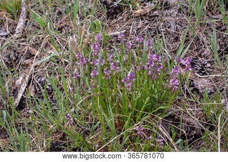 Blooming Tufted Milkwort, Polygala Comosa.tufted Milkwort (polygala Comosa)