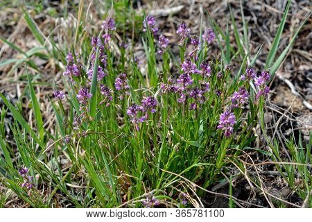 Blooming Tufted Milkwort, Polygala Comosa.tufted Milkwort (polygala Comosa)