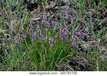 Blooming Tufted Milkwort, Polygala Comosa.tufted Milkwort (polygala Comosa)