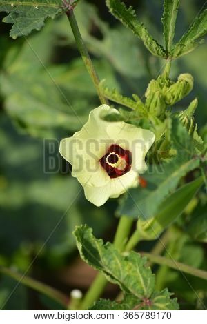 Okra Or Abelmoschus Esculentus Flower. Young Okra Plant (lady Finger) At Farm Field