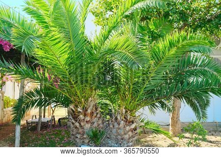Tropical Palm Plant Phoenix Canariensis Chabaud In The Garden,