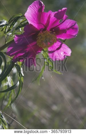 Paeonia Anomala. Pink Simple Peony 
