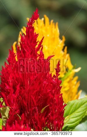 Red And Yellow Plumed Cockscomb, Celosia Argentea. Colorful Celosia Argentea On The Garden, Natural 