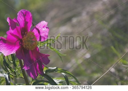 Paeonia Anomala. Pink Simple Peony 