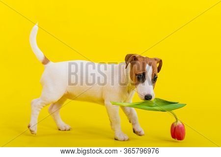 Puppy Jack Russell Terrier Plays With A Red Tulip Bud. Shorthair Thoroughbred Little Dog Cheerfully 