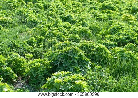 View Over Field With Young Sida Plants In Springtime, A Biomass Plant For Renewable Energy