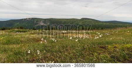 Early Morning Krkonose Mountains Scenery From Kamenna Studanka Stream Bellow Vysoka Plan Hill Summit