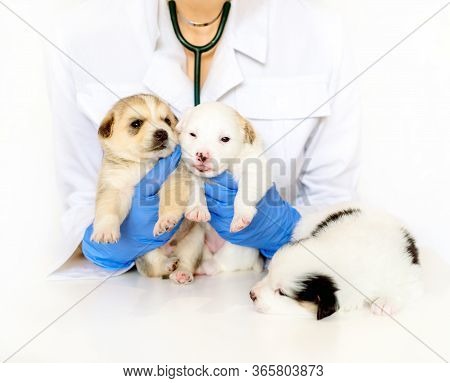 Cute Puppy On Hands At A Vet. Three Fluffy Spotted White Puppies.care For A Pet. Little Red Dog On W