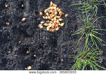 Sowing Onions In An Organic Garden, A Close-up Of Planting Seeds In The Soil.